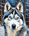 Husky in the Snowfall paint by numbers kit, Siberian husky with blue eyes in falling snow