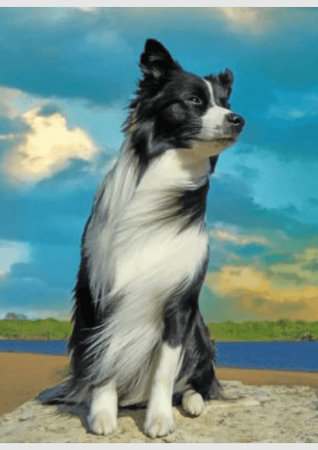 Paint by Numbers of a Rescue Dog: Working With the Photos You Actually Have