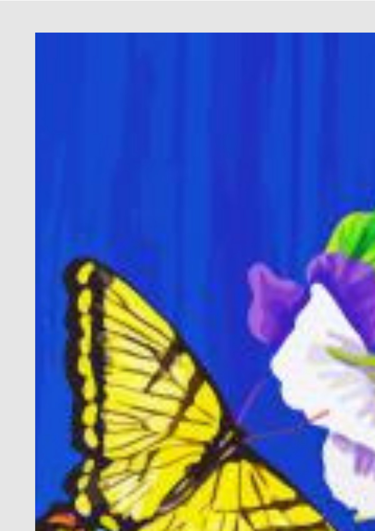 Butterflies And Pansies - Premium Paint by Numbers Kit