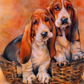 Two Basset Hound dogs in a basket with a warm autumn background, Painting By Numbers Kit.