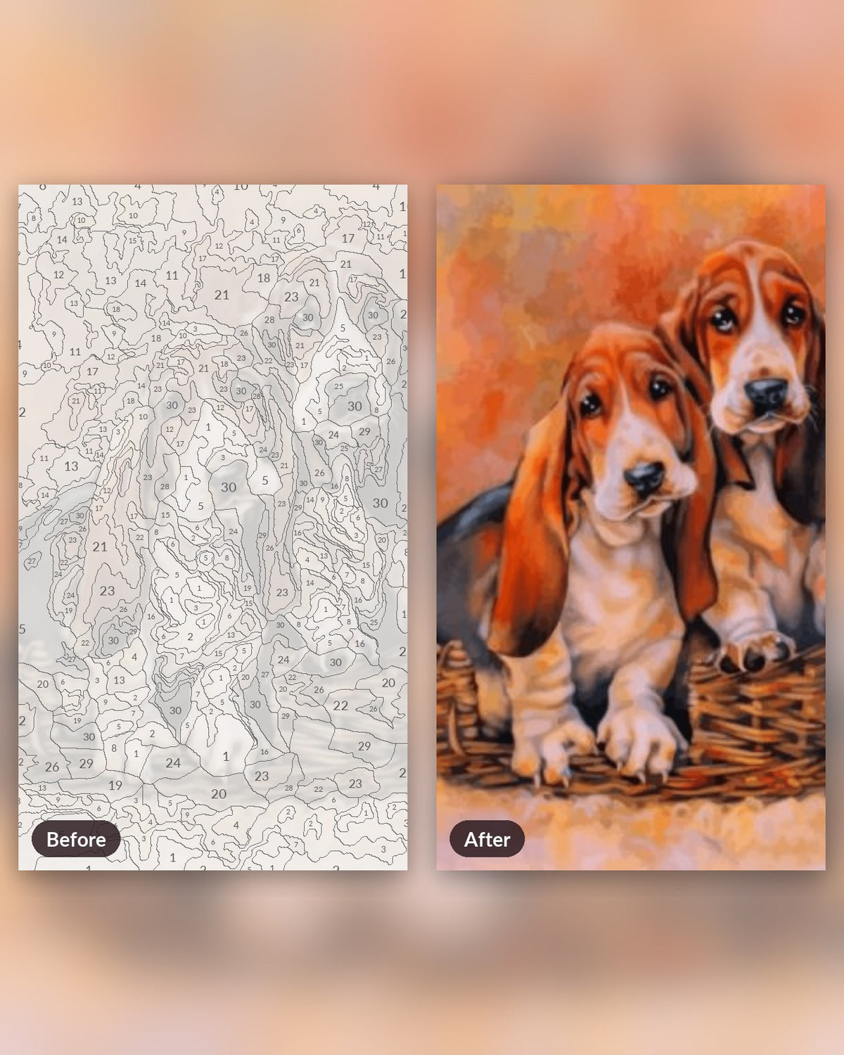 Basset Hound Dogs paint by numbers kit, before and after