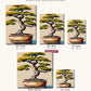 Bonsai Tree in a Clay Pot canvas sizes from 12 x 12 to 23.5 x 23.5 inches