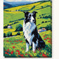 Border Collie in the Poppy Hills paint by numbers kit on stretched canvas