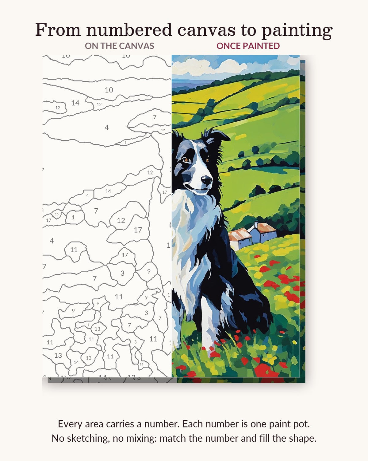 Border Collie in the Poppy Hills numbered canvas next to the finished painting