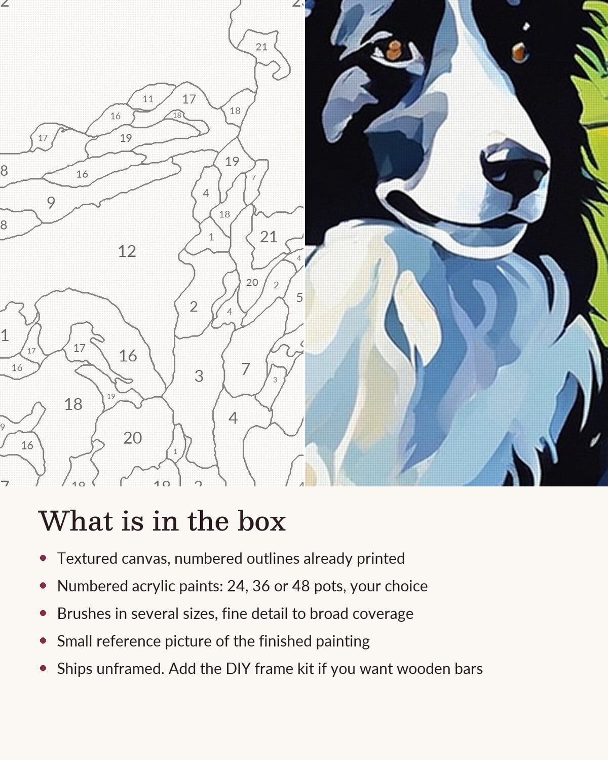 Close-up of the Border Collie in the Poppy Hills canvas texture and printed numbers