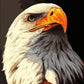 Eagle The Bird Painting by Numbers Premium Kit