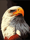 Eagle The Bird Painting by Numbers Premium Kit