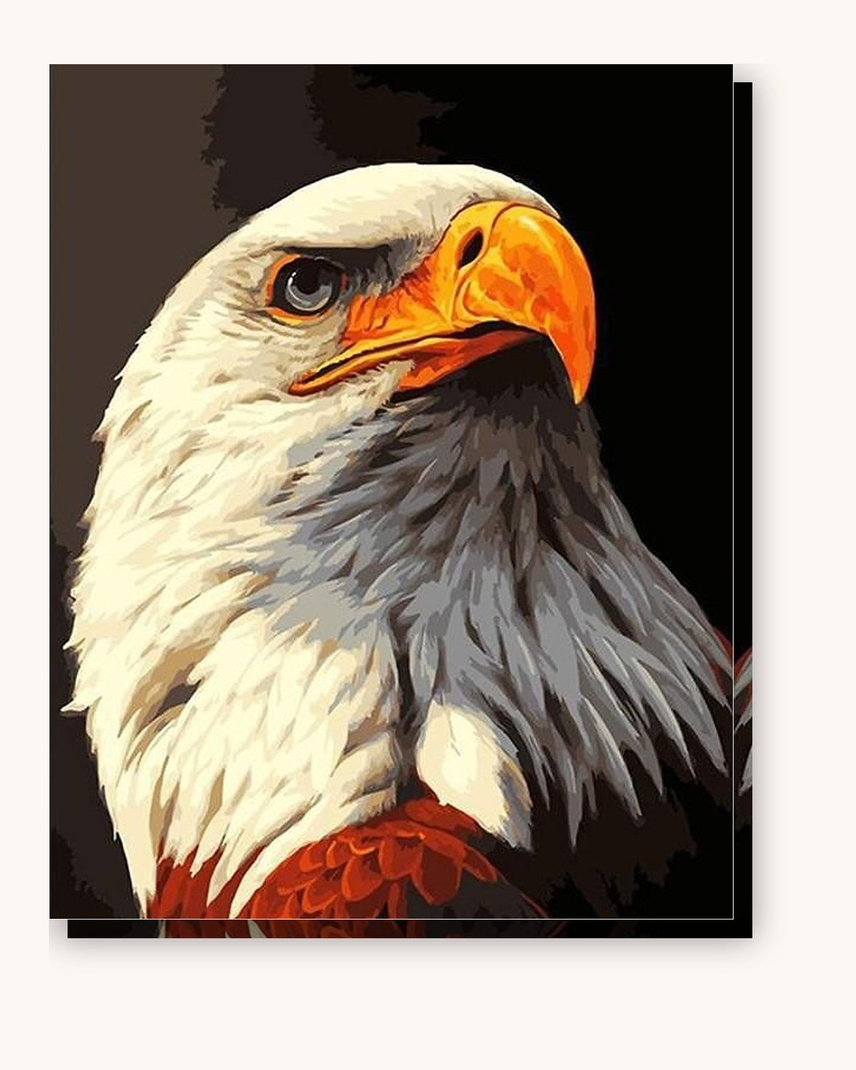 Eagle The Bird paint by numbers kit on stretched canvas