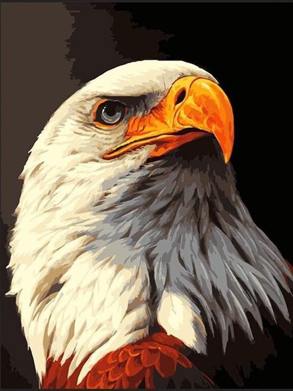 Eagle The Bird Painting by Numbers Premium Kit