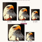 Eagle The Bird canvas sizes from 12 x 12 to 23.5 x 23.5 inches