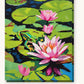 Green Frog Beside a Pink Water Lily paint by numbers kit on stretched canvas