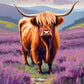 Highland Cow in the Heather paint by numbers kit, ginger highland cow standing in purple heather