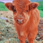 Little Cow - Artistry By Numbers