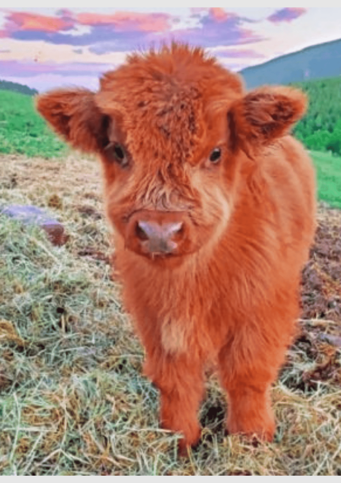 Little Cow - Artistry By Numbers