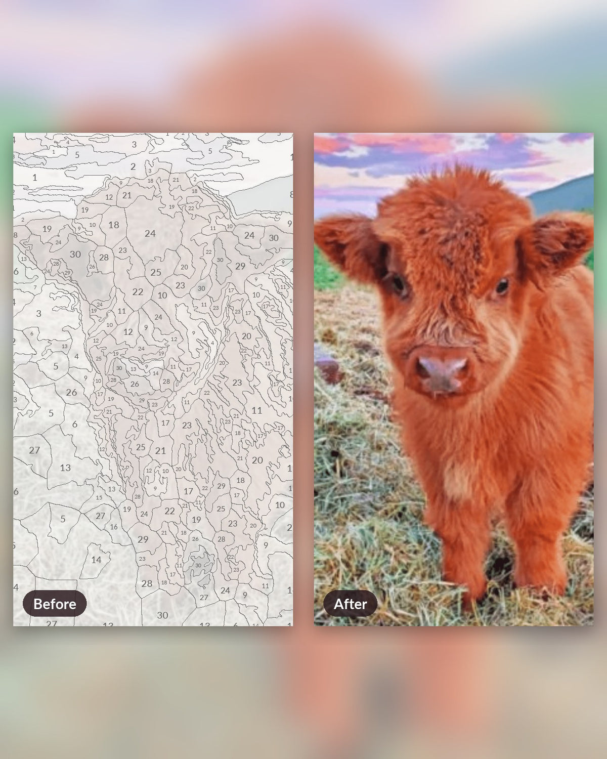 Little Cow paint by numbers kit, before and after