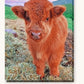 Little Cow paint by numbers kit on stretched canvas