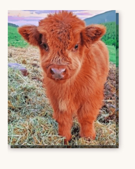 Little Cow paint by numbers kit on stretched canvas