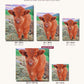Little Cow canvas sizes from 12 x 12 to 23.5 x 23.5 inches