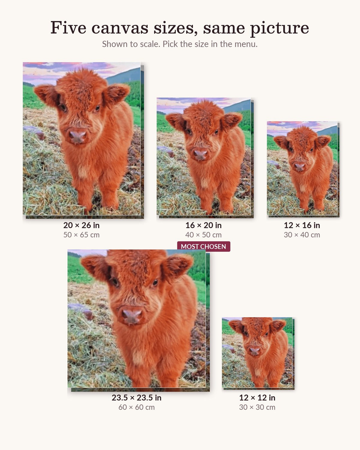 Little Cow canvas sizes from 12 x 12 to 23.5 x 23.5 inches