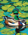 Mallard on the Lily Pond paint by numbers kit, mallard duck swimming on a pond with water lilies