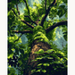 Climbing Forever Tree - Paint by Numbers