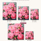 Pink Peony Perfection canvas sizes from 12 x 12 to 23.5 x 23.5 inches