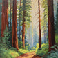 tall redwood trunks, green ferns and a sunlit dirt path in a misty forest, paint by numbers kit