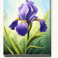 Sunlit Iris paint by numbers kit on stretched canvas