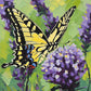 yellow swallowtail butterfly with black stripes on purple lavender flowers with a soft green background, paint by numbers kit